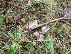2 Kali Gagal Panen, Petani di Kamang Magek Basmi Hama Tikus