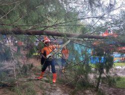 BPBD Agam Evakuasi Material Pohon Tumbang di Kawasan Pantai Tiku