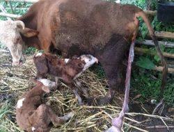 Target Kelahiran Anak Sapi Hasil IB di Agam 100 Persen