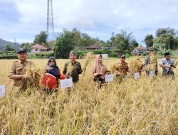 Keltan Jawi-Jawi Agro Matur Buktikan Pertanian Organik Mampu Tingkatkan Produksi