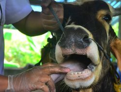 4 Bulan Terakhir Agam Nihil PMK, Vaksinasi Terus Dilakukan
