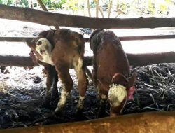 Awal Tahun Ini, Distan Agam Catat 451 Ekor Kelahiran Pedet dan 3 Kembar