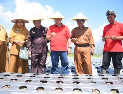 Bupati Agam Hadiri Panen Kelompok Tani Bawang Merah