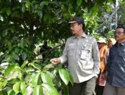 Direktur Buflo Kementan RI : Ratu Kamang Jenis Manggis Terbaik di Indonesia
