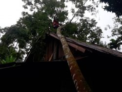 Pohon Tumbang Timpa Rumah Warga di Kampung Chaniago Garagahan