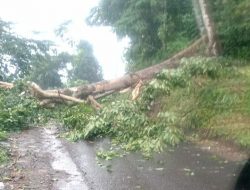 Pohon Tumbang di Kukuban, Akses Jalan Terganggu