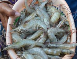 Budidaya Udang Vaname Menjanjikan, Produksi Capai 1.431 Ton pada 2023