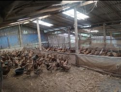 Tingkatkan Produksi Telur Itik, Kelompok Ternak di Agam Gunakan Pakan Alternatif