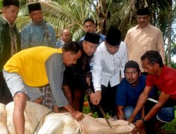 Bupati Agam Tinjau Pemotongan Hewan Qurban Perdana Kampung Baru Sungai Jariang