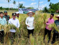 Bupati Agam dan Anggota DPR RI Panen Sawah Pokok Murah di Garagahan
