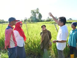 Ketua TP-PKK Agam Sambangi Demplot Sawah Pokok Murah di Nagari Matua Mudiak
