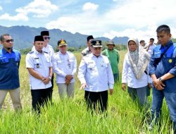 Bupati Agam Tinjau Sawah Pokok Murah di Kamang Magek