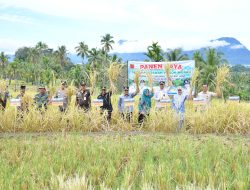 Semarak SPM, Bupati Agam Panen di Dua Nagari