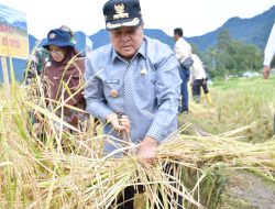 Panen SPM Capai 2 Kali Lipat, Bupati Agam: Buahnya Boneh Bana