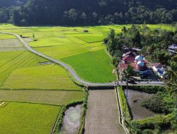 SPM Dongkrak Pertanian Kabupaten Agam, Hasil Produksi Meningkat 23,34 Persen