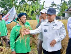 Bupati Agam Hadiri Panen SPM di Ampek Angkek, Strategis Penguatan Ketahanan Pangan