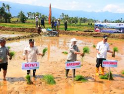 Bangkit Pasca Bencana , Agam Ikuti Tanam Padi Serentak Nasional di 25 Provinsi