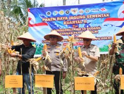 Ikuti Panen Raya Jagung Serentak, Asisten II Setda Agam: Dukung Swasembada Pangan Nasional