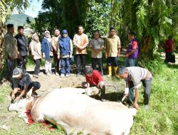 Sekda Agam Hadiri Pemotongan Hewan Kurban Bantuan Wapres RI di Palembayan