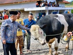Bupati Agam Hadiri Penyembelihan Hewan Qurban Bantuan Presiden Prabowo di Malalak