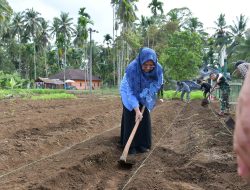 Ketua TP-PKK Agam Kembali Tinjau Pengembangan Lahan Pertanian Yonif TP 897 Singgalang