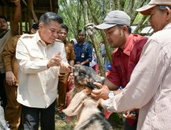 Peternakan Kambing Durian Sabatang Tumbuh Pesat, Bupati Agam: Jangan Hanya Jual Ternak
