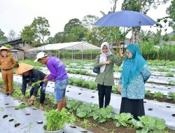 Ny Merry Dorong Ketahanan Pangan dan Kesejahteraan Rumah Tangga Melalui Budidaya Cabai