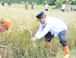 Bupati Agam Panen SPM, Produktivitas Petani Kamang Magek Meningkat